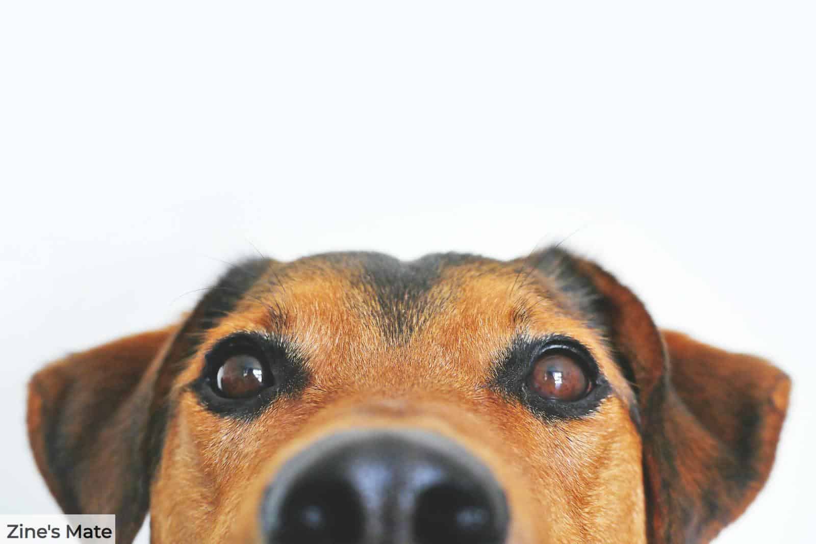 perro