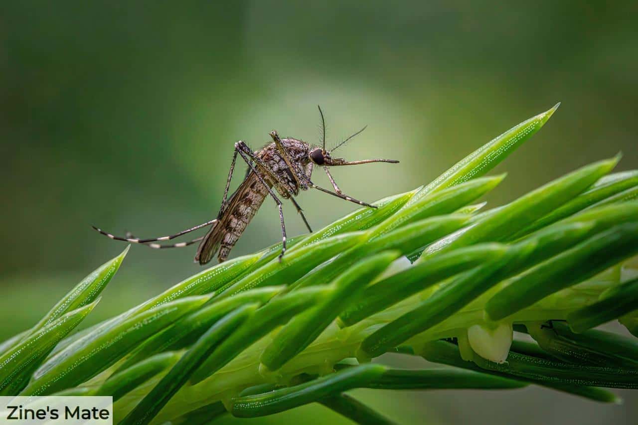 ¿Cómo elegir una mosquitera para mis ventanas?
