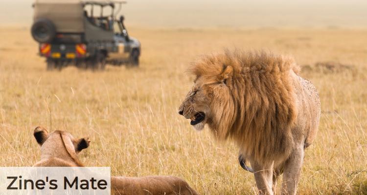 safari con leones